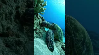 Swim with the green sea turtles at #hanaumabay #snorkeling #visithawaii