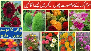 Top10+ Summer Flowering Plant Which You Can Grow Seeds|موسم گرما کے خوبصورت پھول گھر پر کیسے اگائیں