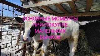 ПОКУПКА БЫЧКОВ НА МЯСО ОЧЕНЬ ВАЖНЫЕ МОМЕНТЫ