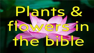 Plants & Flowers in the Holy Bible