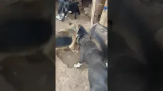 FIGHTING DOGS