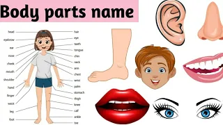 Body parts in english |  Name of body parts with pronunciation |