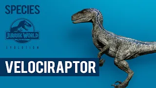 Velociraptor - SPECIES PROFILE | Jurassic World Evolution