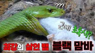 8미터 구렁이? 풉..사망률 100% 최강의 살인 독사 '블랙 맘바' ㅡ 근데 초록색?