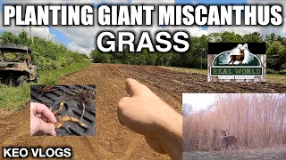 Planting Giant Miscanthus Grass For Screening