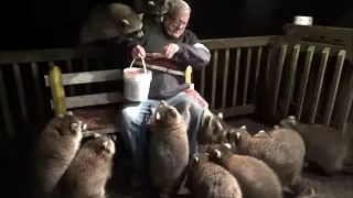 Mobbed by Raccoons  Again