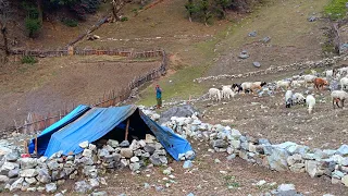 Himalayan Nepali Sheep Shepherd Life | Shepherd Food cooking | Relaxing Himalayan Shepherd Life