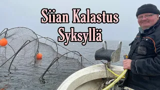 SIIAN KALASTUS || MERISIIKA || SIKFISKE || WHITEFISH FISHING