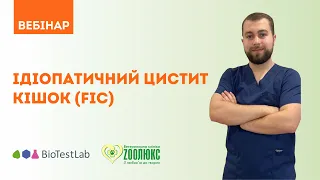 Ідіопатичний цистит у кішок — Вебінар