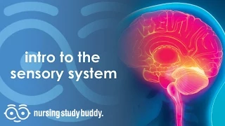 Intro to the Sensory System - Nursing Study Buddy Video Library