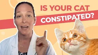 Is Your Cat Constipated? A Vet Explains How to Help