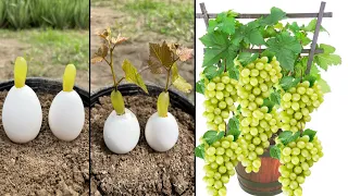 How to grow grapes with Eggs and aloe Vera gel | new idea |