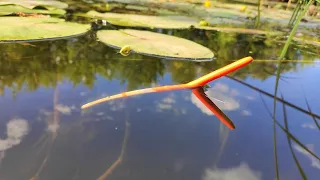 CARP ON THE FLOAT!!!! Large crucian carp, roach in water lilies fishing on an overgrown river