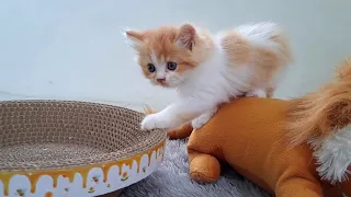 Looks like the kittens are turning the basket into wrestling ring