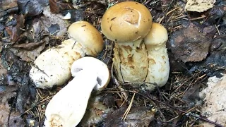 Лучший из паутинников. Паутинник триумфальный - Cortinarius triumphans