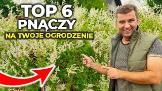 Najlepsze pnącza na ogrodzenie. Top 6 zielonych pnącz.