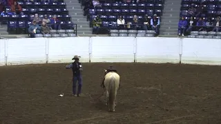 How to desensitize a horse to 600 people clapping