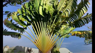 The Traveler’s Palm, Ravanala madagascarensis