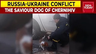 Dog Of Chernihiv Pyrotechnicians Serves Ukraine Amid War | Russia-Ukraine Conflict