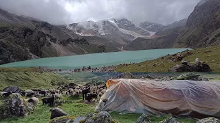 this is himalayan  life || sheep shepherd  lifestyle of nepal || Gorey Nepal🇳🇵