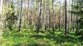 BIRDS SINGING IN A SUNNY FOREST HEALS FROM ANXIETY AND BAD MOOD. CALM NERVES - PEACEFUL SLEEP