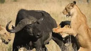 david attenborough lions hunting 😱 Lion pride works together to hunt buffalo II