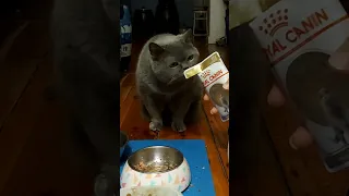 A British Shorthair gives Royal Canin British Shorthair a taste