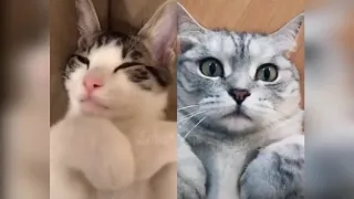 КОШКИ 2019 Смешные коты приколы с котами до слез – Смешные кошки – Funny Cats