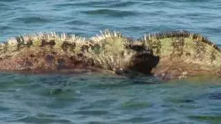 Galápagos Marine Iguanas Fight