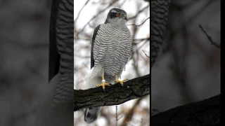 Habicht Ruf (Accipiter gentilis)