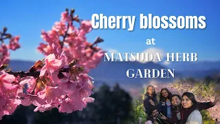 Cherry Blossoms : Matsuda Herb garden
