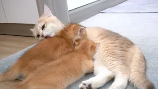 Mom cat's unique way of calling kittens with gentle grumbles and playful kicks, displays immense joy