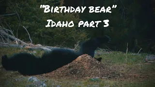 Birthday Bear | Idaho Bear Part 3