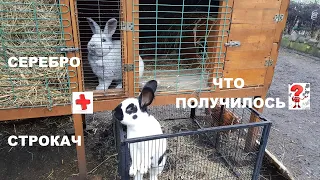 ОСМОТР ГНЕЗДА КРОЛЬЧИХИ «БОЛЬШОЕ СВЕТЛОЕ СЕРЕБРО» ОБЗОР КРОЛЬЧАТ 🐇🐇КРОЛИКИ🐇🐇