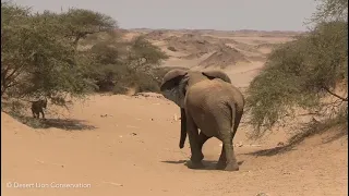 Elephant herd discovers lions on the bank of the Hoanib River, and chase them away