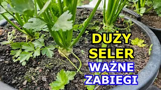 Chcesz mieć DUŻY SELER - Wykonuj te Zabiegi - Podlewanie, Nawożenie, Obrywanie liści, Uprawa Selera