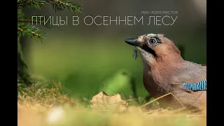 Птицы в осеннем лесу🍁🍂