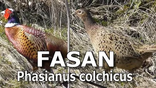 Fasan (Phasianus colchicus)