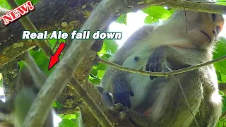 Fall down again! Poor baby Ale fall from high tree again by mom Angel don't take protect or feed her