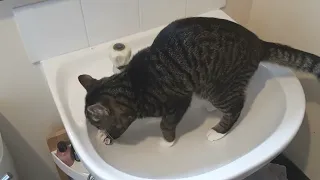 beep in the sink