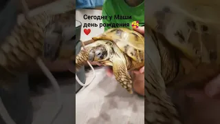 У неё сегодня юбилей, исполняется 5 лет❤