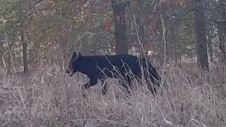 Rare black coyote sighted in Austin | 10/2019