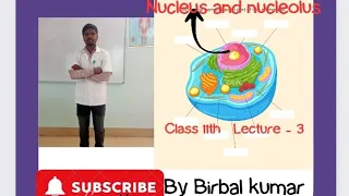 Nucleus and nucleolus