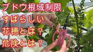 ブドウ栽培【花穂・ジベレリン】プロ技術を家庭菜園でも使える様に解説。花穂の扱い方、摘芯など枝葉管理技術、ジベレリン処理についてFAQ的に動画を作りました。ナガノパープル、シャインマスカットで利用。