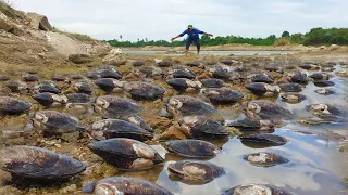 Wow Wow OMG a fisherman pick a big clams in sand at side of River in evening for food today