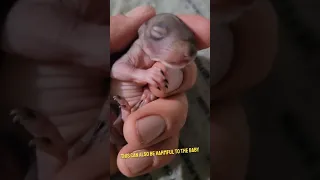 When finding a baby squirrel!