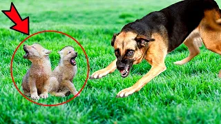 A huge dog tracked down an orphaned wolf cub. But what happened next was incredible!