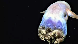 16 Bizarre Creatures Discovered in the Mariana Trench