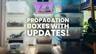 How To Make Perlite and Sphagnum PROPAGATION Boxes! My Plant Prop Box Experience