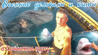 Боевые Дельфины и Белухи в Сочи принимают гостей;) War dolphins and beluga whales from Russia